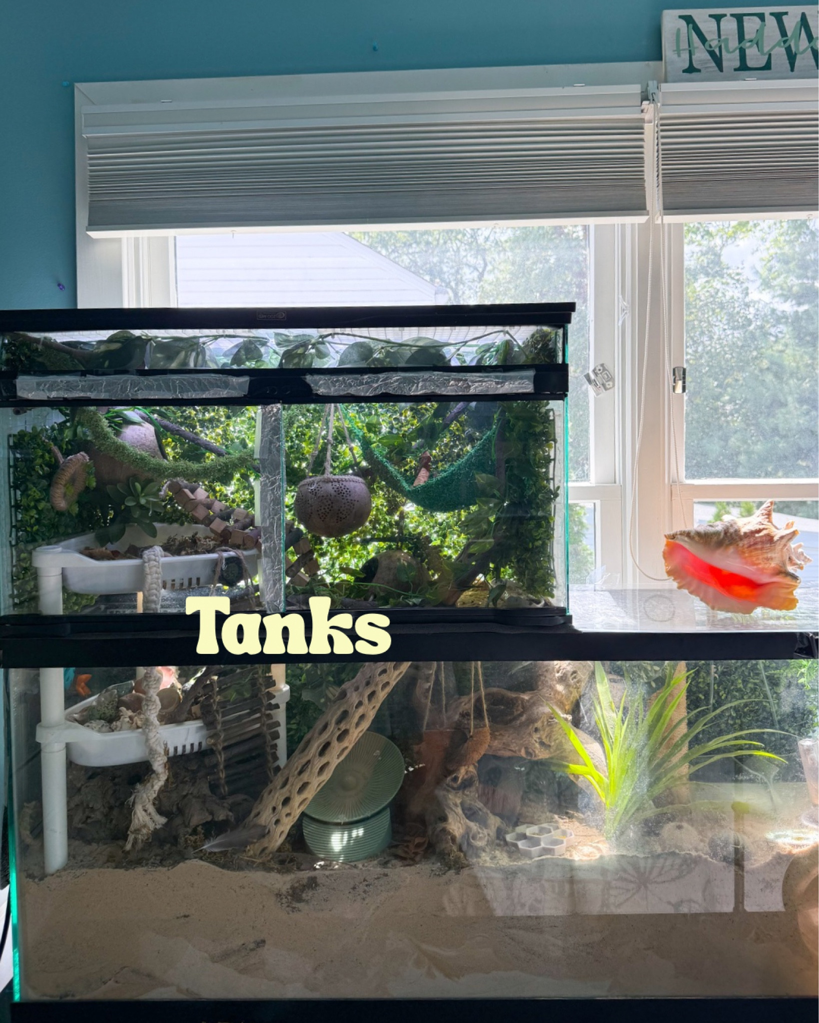 Hermit crab tank options