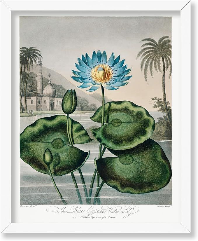 Poster Master Vintage Flower Poster - Retro Blue Egyptian Waterlily Print - Floral Art - Gift for... | Amazon (US)