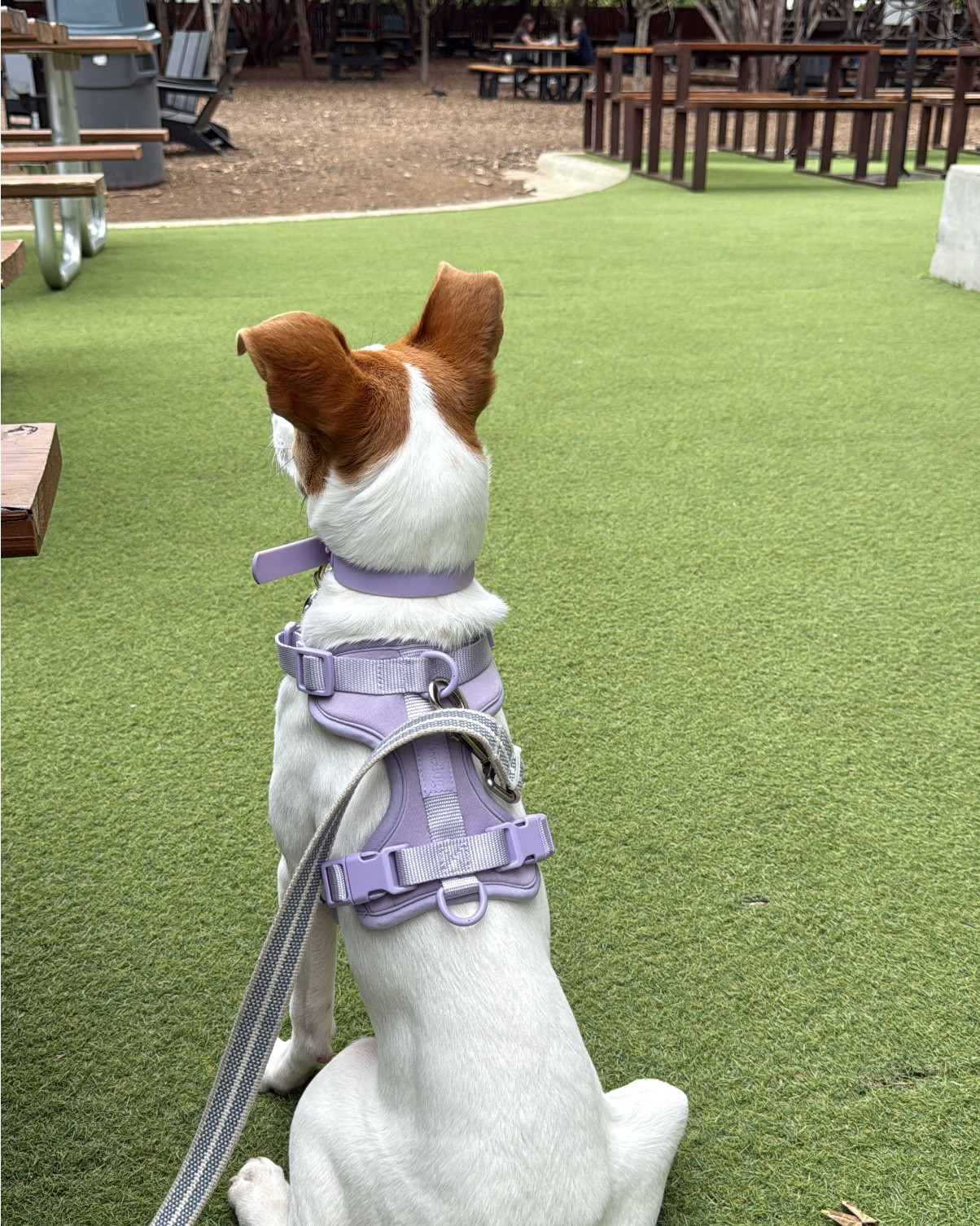 WildOnes dupe 🐾

#LTKFindsUnder100 #LTKTravel #LTKPets