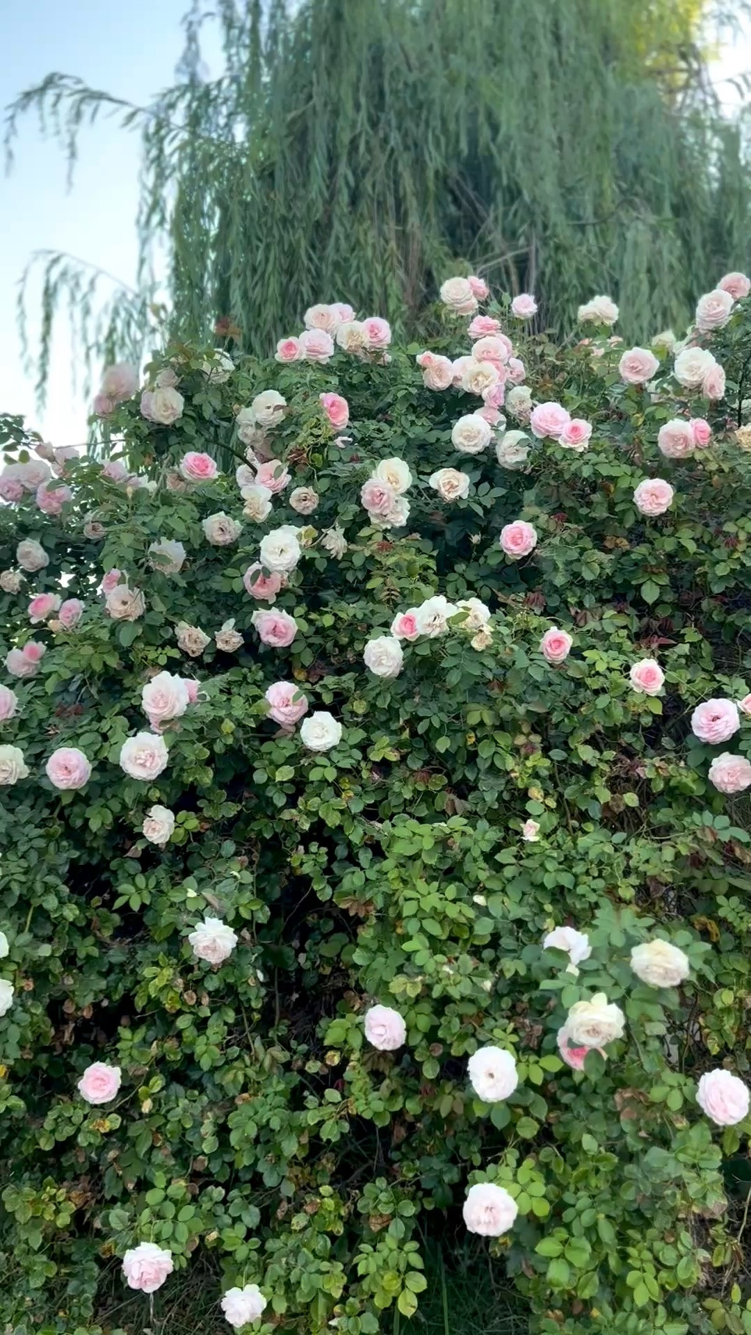 Our pink Eden climbing rose is flourishing!! It blooms beautifully throughout the spring, summer, and fall months! In our warm climate it blooms into winter too. 

This beautiful rise bush is on major sale and is a must have Amazon Prime Day deal!

#LTKdayinmylife #LTKSaleAlert #LTKHome