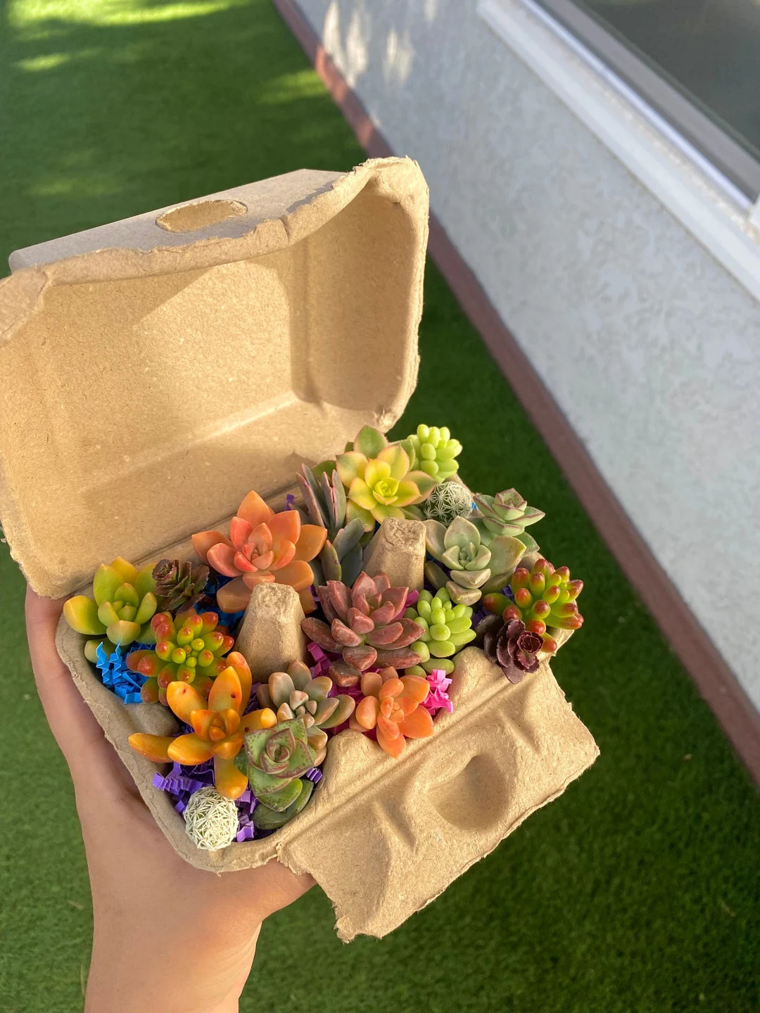 Mini Succulent Cuttings in Egg Carton  Easter Succulents - Etsy | Etsy (US)