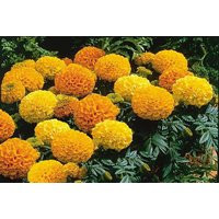 50 Marigold Seeds African Antigua Mix Seed Flowers | Etsy (US)