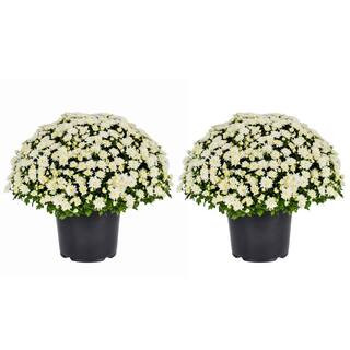 3 Qt. Live White Chrysanthemum (Mum) Plant for Fall Garden, Porch or Patio (2-Pack) | The Home Depot
