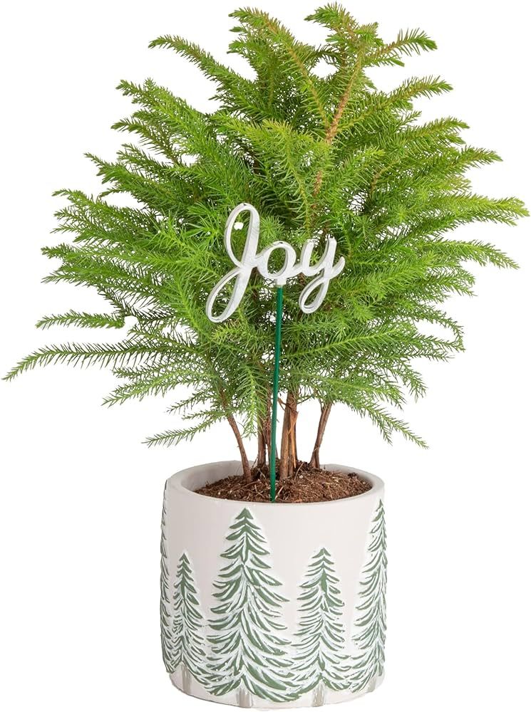 Costa Farms Live Christmas Tree, Small Norfolk Island Pine in Frosted Pine Trees Ceramic Plant Po... | Amazon (US)