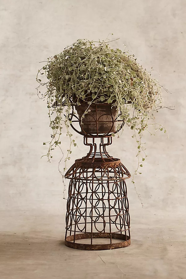Aged Iron Wire Collared Plant Stand | Anthropologie (US)