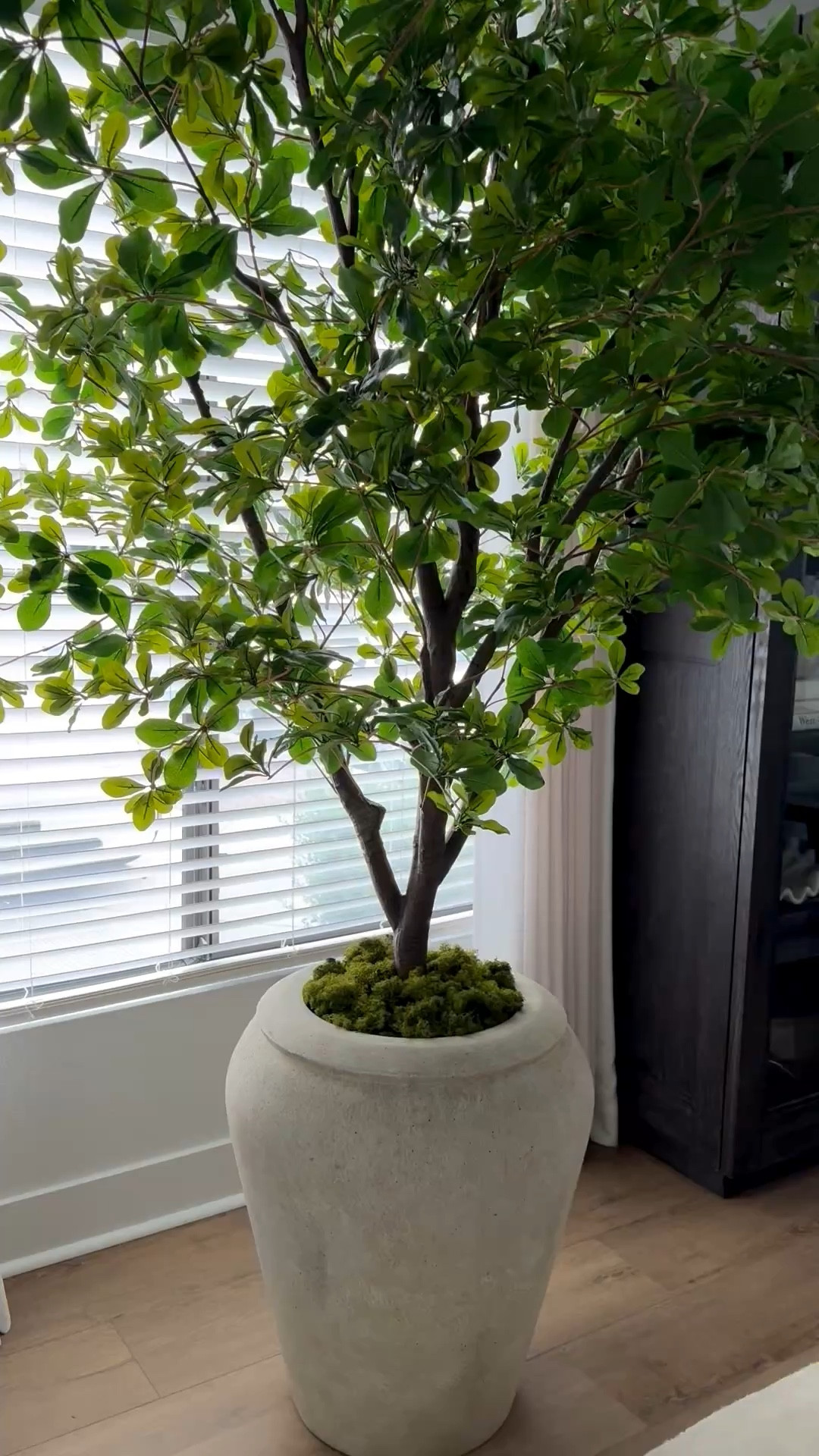 This tree is gorgeous! 8ft tall! So real looking and big and bushy🌱

#LTKHome