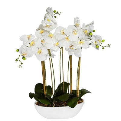 Phalaenopsis Orchids Centerpiece in Vase Bloomsbury Market | Wayfair North America