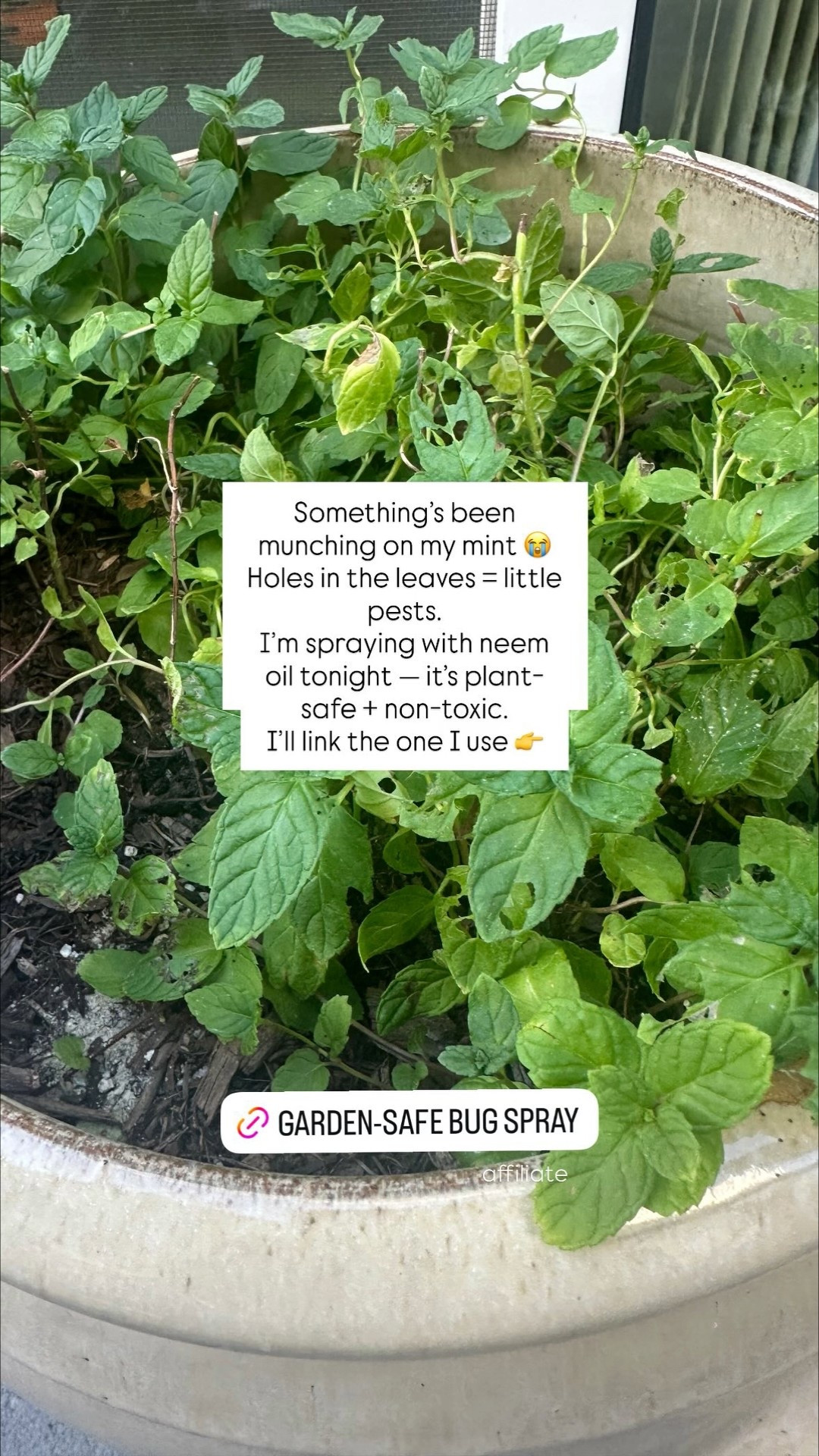 Something’s been munching on my mint 😭
Holes in the leaves = little pests.
I’m spraying with neem oil tonight — it’s plant-safe + non-toxic.
I’ll link the one I use 👉 affiliate