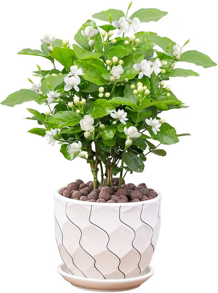 Jasmine Living Seedling Fragrant Plant Grown Green Tea Perennial Garden Indoor Bonsai Plant No Ex... | Amazon (US)
