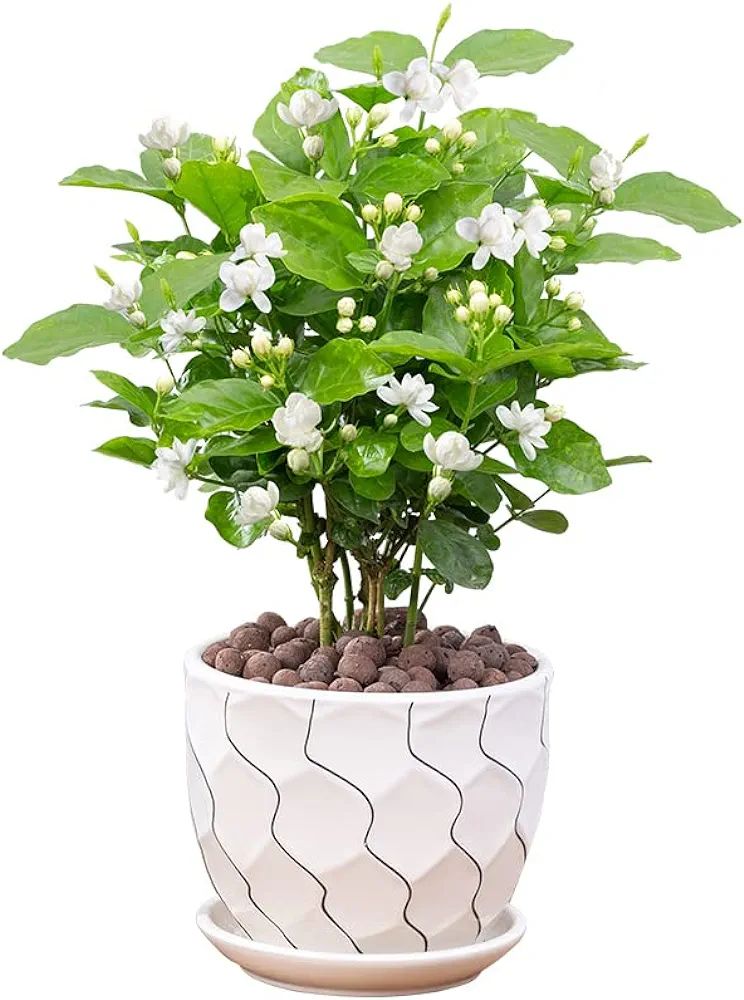 Jasmine Living Seedling Fragrant Plant Grown Green Tea Perennial Garden Indoor Bonsai Plant No Ex... | Amazon (US)