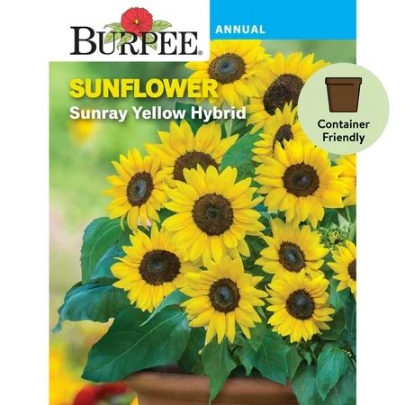 Burpee Sunray Yellow Sunflower Flower Seed 1-Pack | Walmart (US)