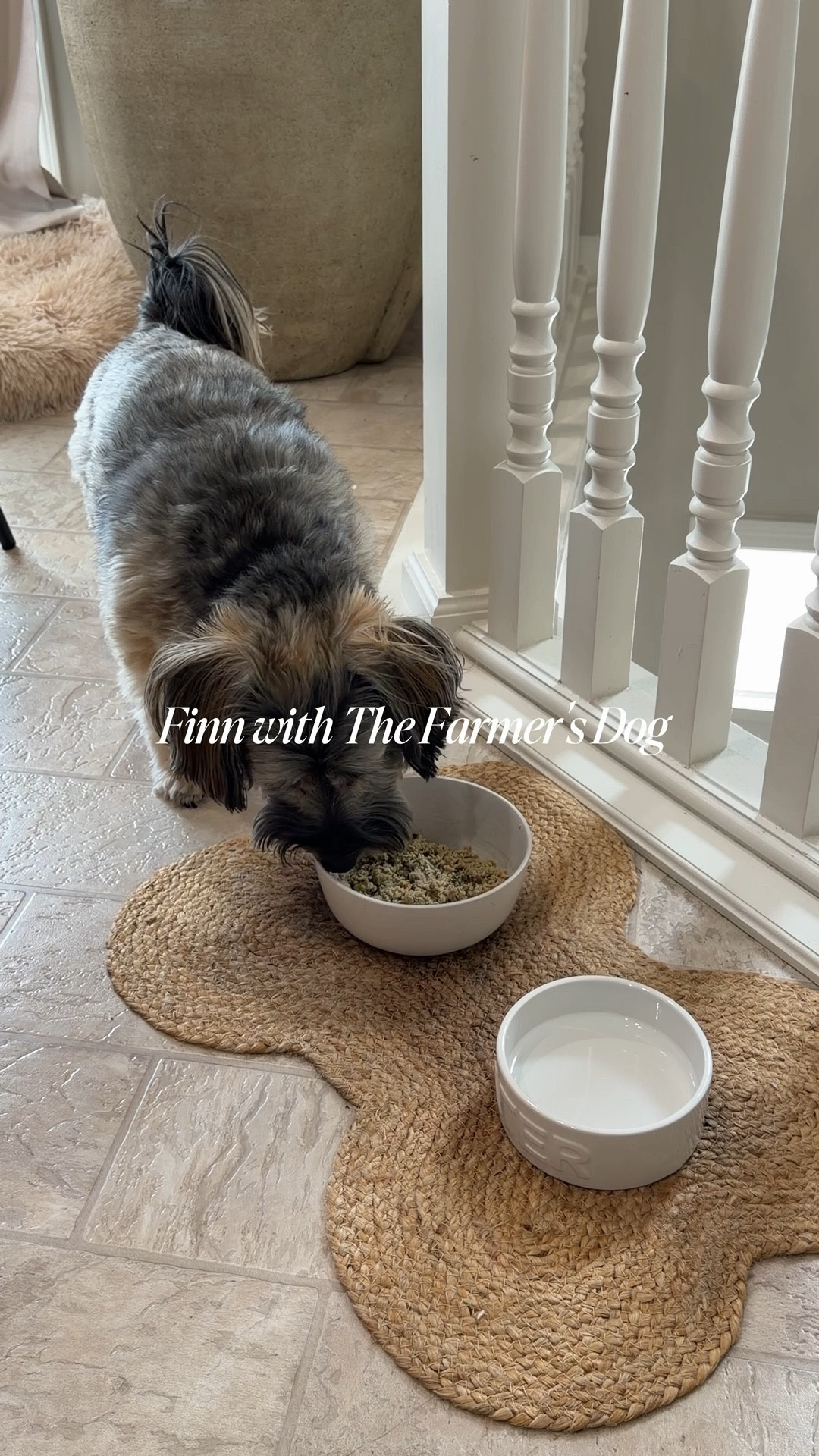 Finn with kibble vs @thefarmersdog  🤣🥩🥕🫛 #ad #TFDpartner 