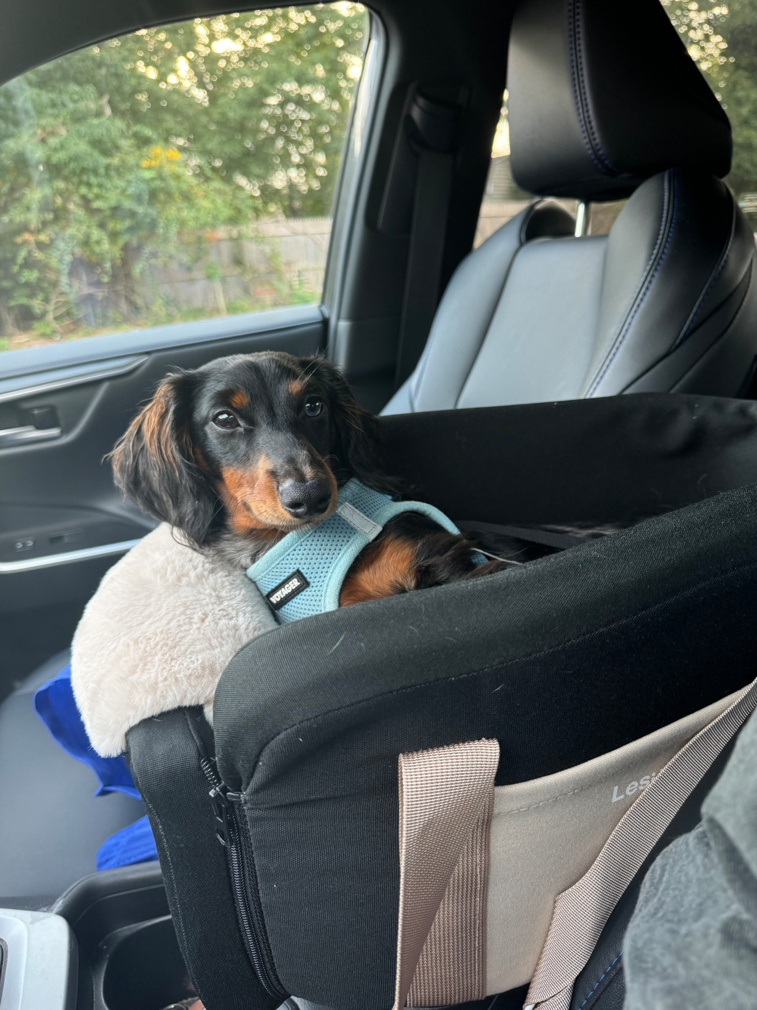 Dog middle console car seat 

#LTKPets #LTKGiftGuide