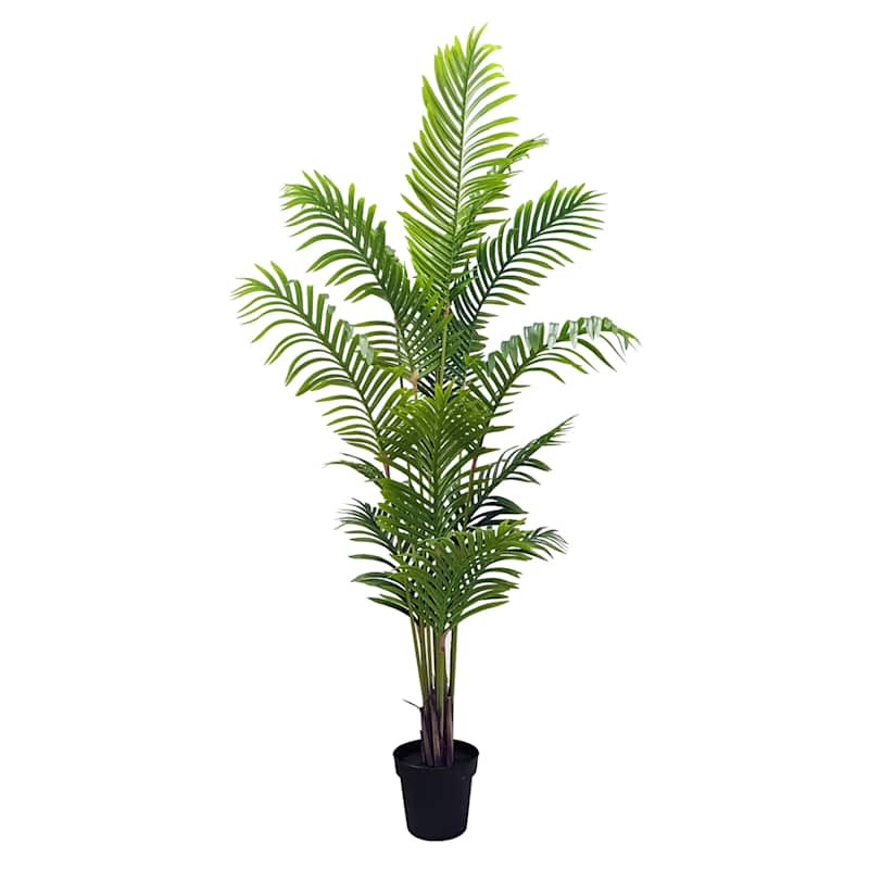 Potted Areca Palm Plant, 6' | At Home