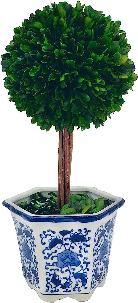 Galt International Preserved Boxwood Topiary Tree in Ceramic Pot Plant and Table Centerpiece Stun... | Amazon (US)