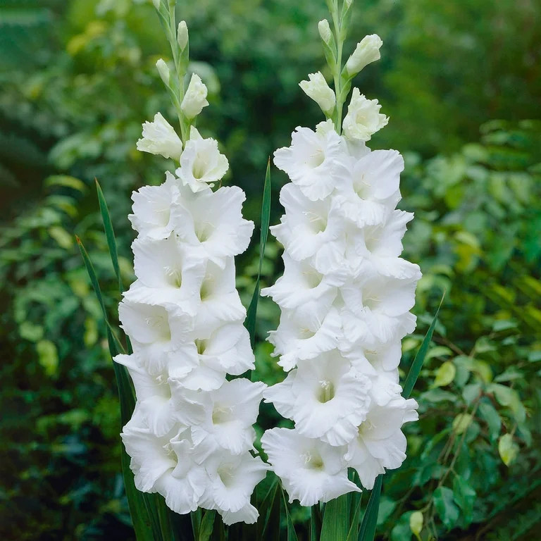 Garden State Bulb Gladiolus Polar Bear Flower Bulbs, 12/14cm (Bag of 30) | Walmart (US)