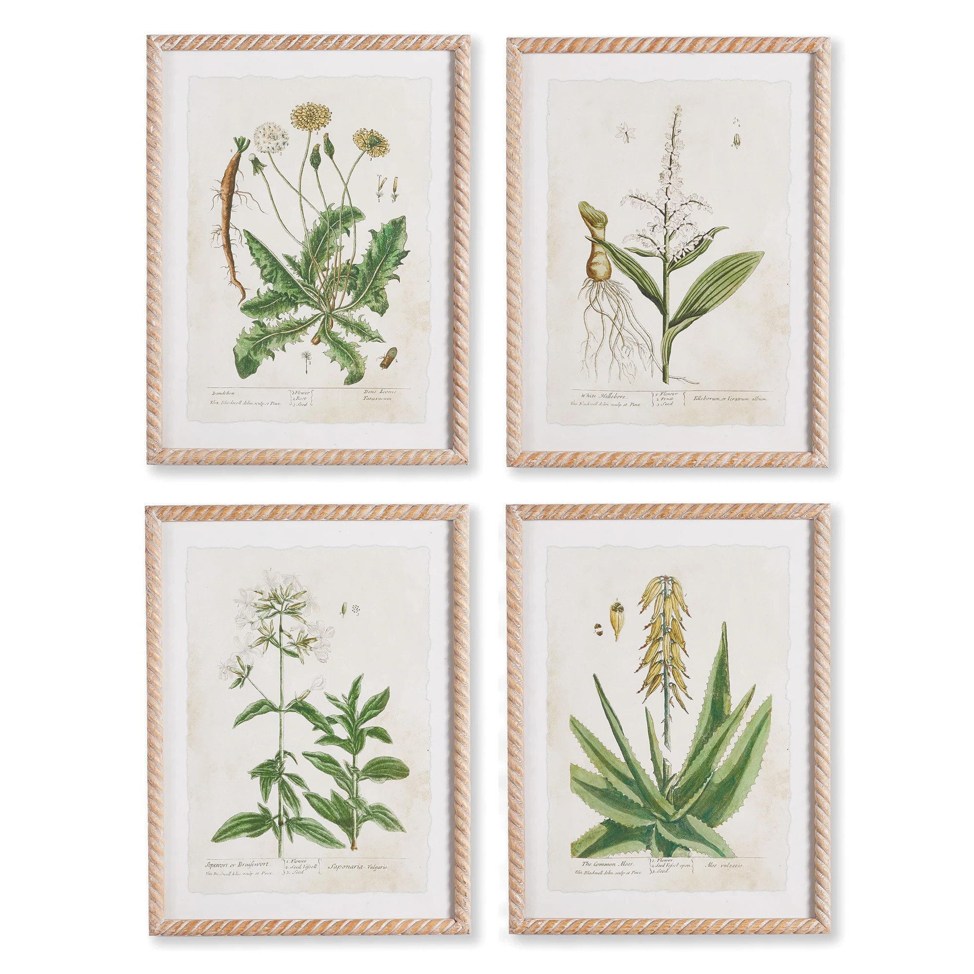 Vintage Botanical Study, Set Of 4 | Bed Bath & Beyond