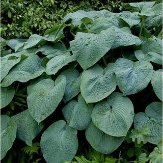 Green 1 Qt. Hosta Mix (Pack of 4)-HOSTAQTGR4PK - The Home Depot | The Home Depot