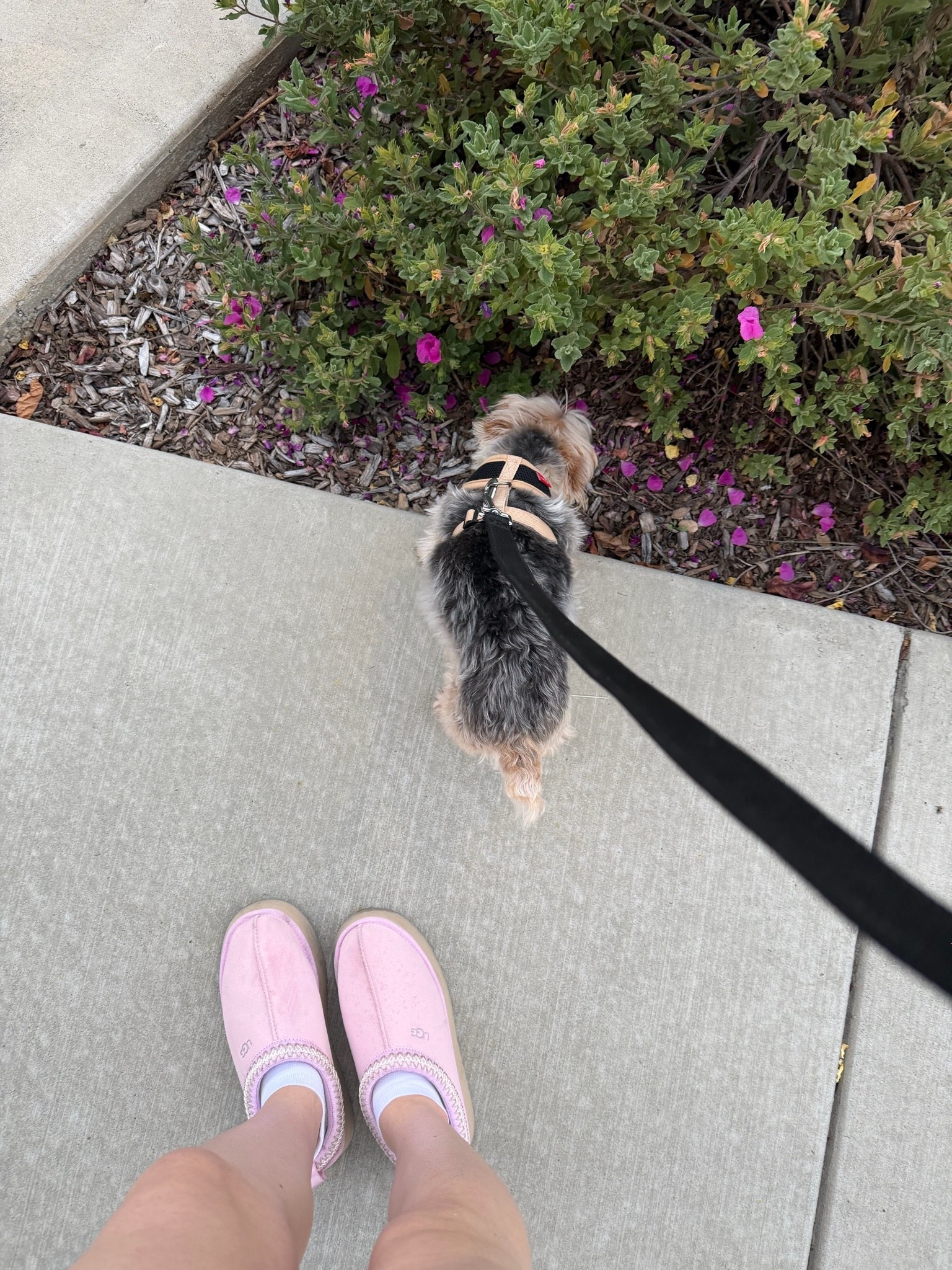 My fave uggs EVER. The pink diamond Tazz are on sale right now because they’re being discontinued 😭 I ordered another pair ofc 🤭

#LTKSaleAlert