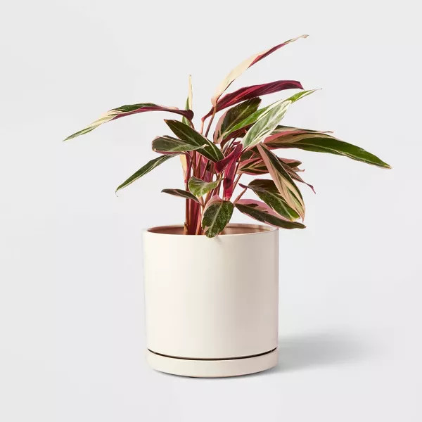 Hilton Carter for Target Ceramic/Metal Indoor Outdoor Planter Pot with Saucer & Rotation | Target