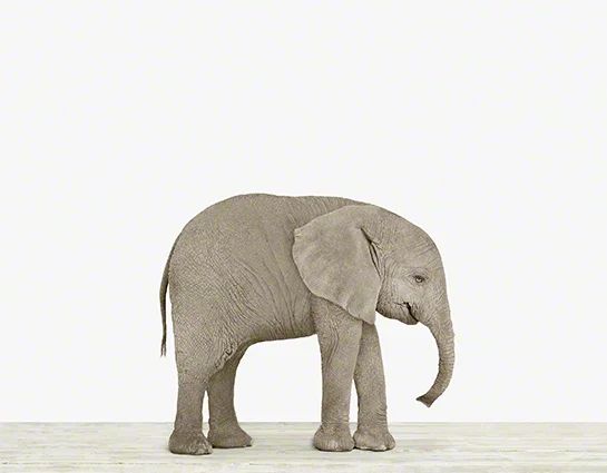 Baby Animals 'Baby Elephant' by Sharon Montrose Photographic Print | Wayfair North America