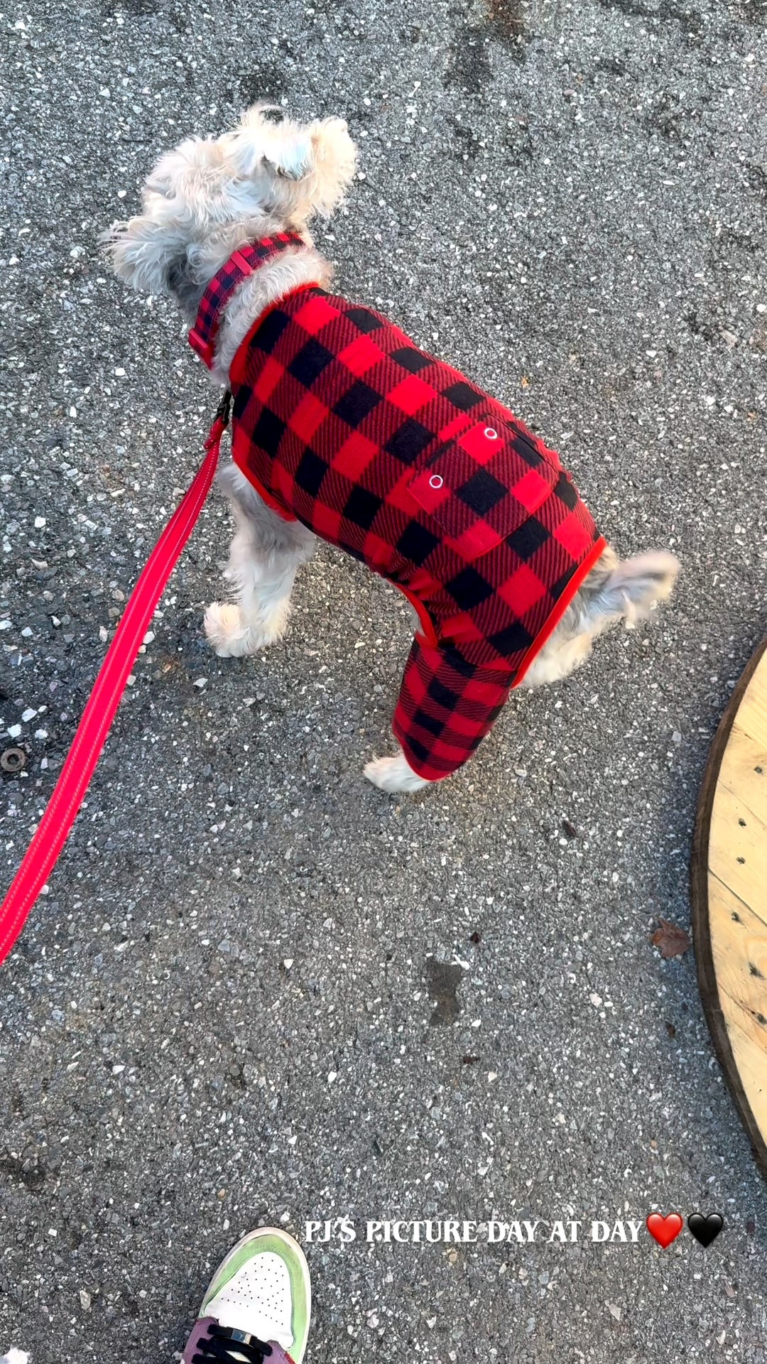 Doggy Pjs

#LTKSeasonal #LTKCyberWeek #LTKHoliday