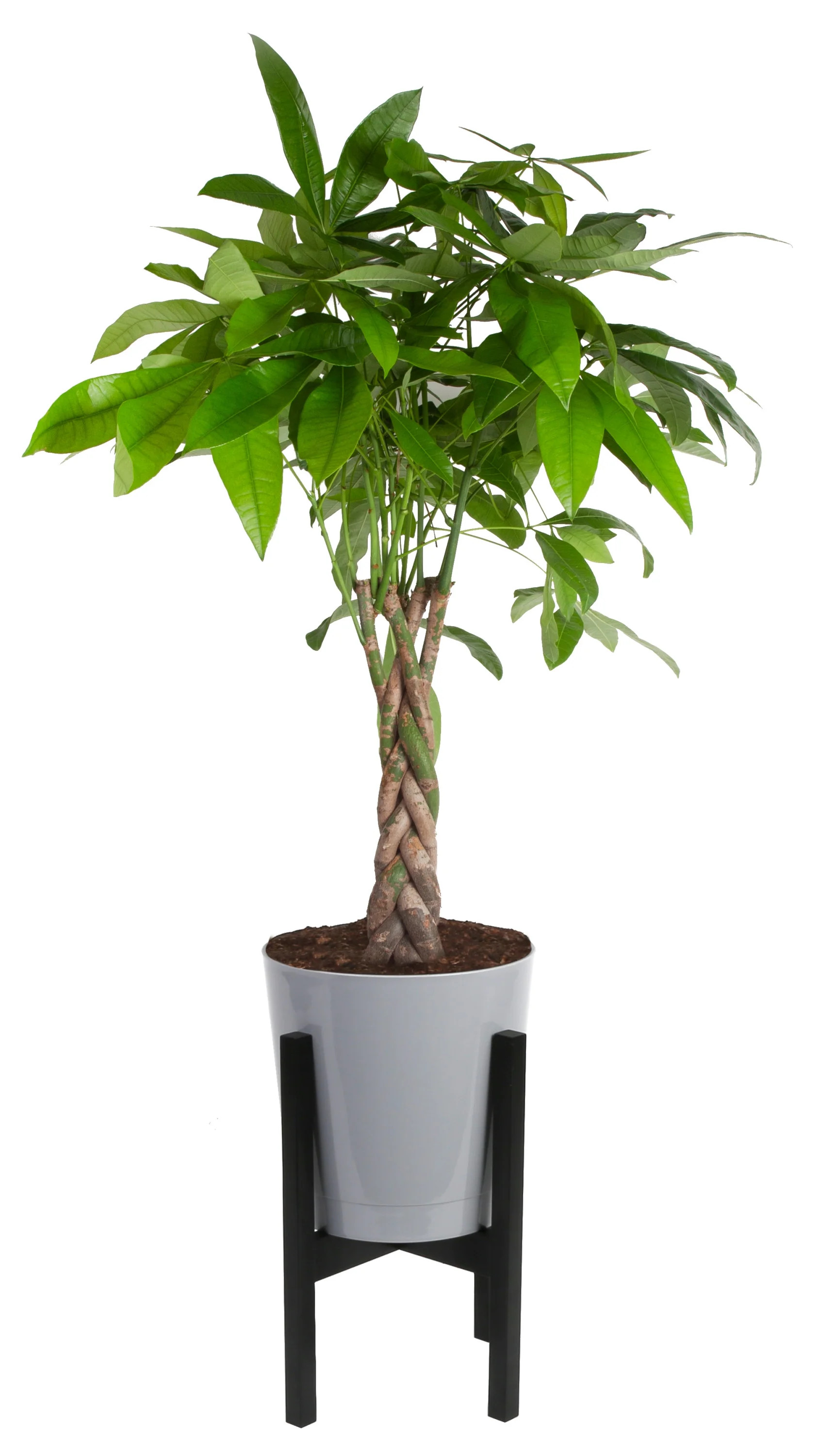 Costa Farms Live 42-inch Tall, Easy to Grow Clean Air Pachira Braided, Money Tree, Medium Indirec... | Walmart (US)