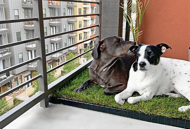 ENVIRONMENTALLY-FRIENDLY DOG GRASS PATCHES FOR DOGS OF ALL SIZES | DoggieLawn
