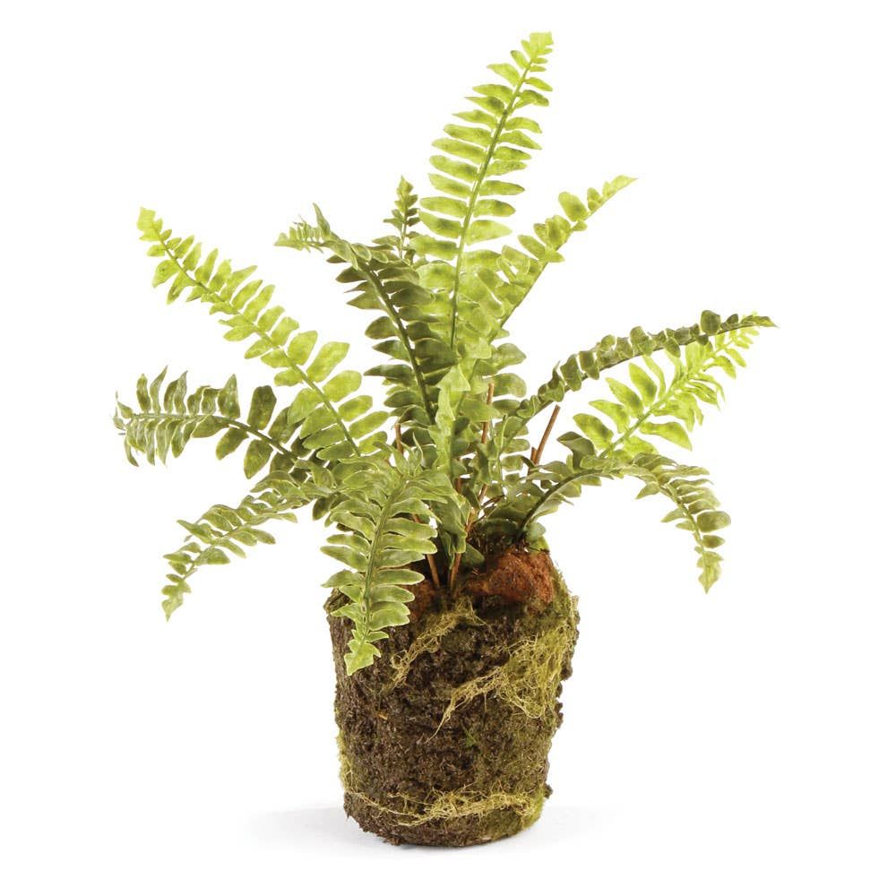BOSTON FERN DROP-IN | Cooper at Home
