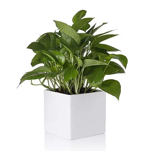 Greenaholics Square White Plant Pot - 5.5 Inch Small Ceramic Flower Planter Indoor Container for ... | Walmart (US)