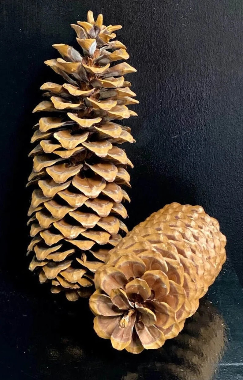 4 PACK *** 9" - 14" Decorative Jumbo Sugar Pine Cones (natural & White Tipped) - Etsy | Etsy (US)
