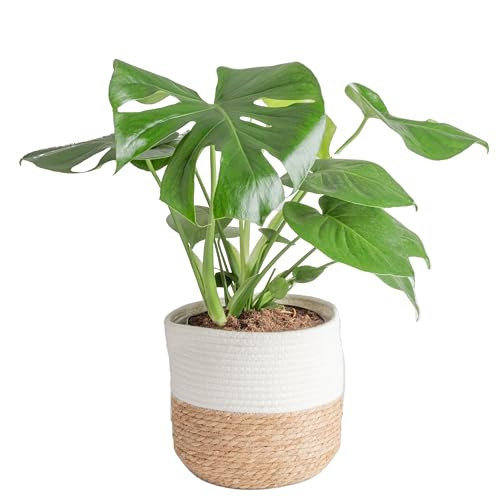 Costa Farms Monstera Plant, Easy to Grow Live Plant, Tropical Houseplant Potted in Indoor Garden Plant Pot, Potting Soil, Housewarming or Birthday Gift, Home, Office, and Room Decor, 2-3 Feet Tall | Amazon (US)