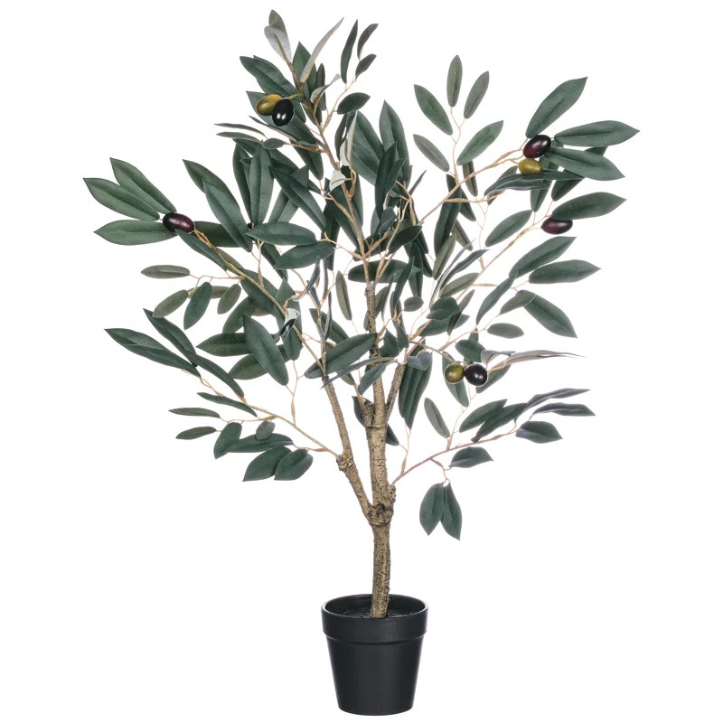 Olive Tree in Pot | Wayfair North America
