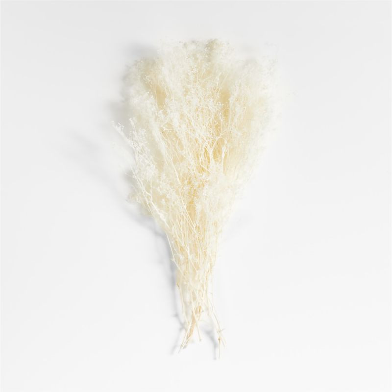 Bleached Galaxy Gyp Dried Botanical Bunch + Reviews | Crate & Barrel | Crate & Barrel