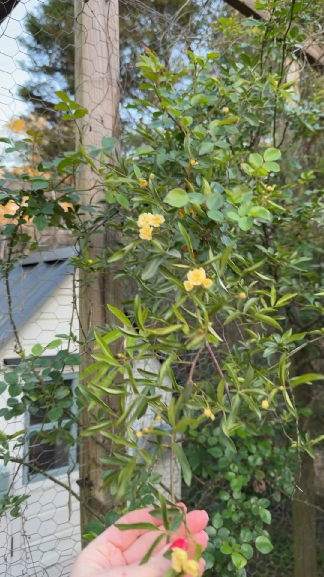 Lady banks rose!! Gardening season is here 

#LTKSeasonal #LTKHome