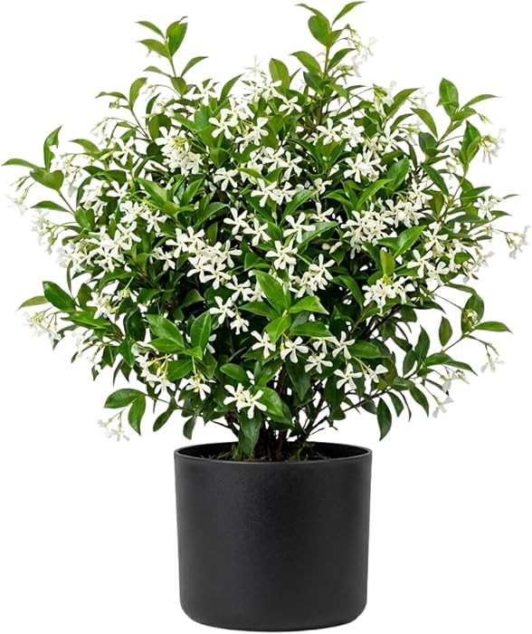Star Jasmine Live Plant, Green Star Jasmine Plant 10'' Tall in 3 Inc Pot, Climbing Jasmine Flower... | Amazon (US)