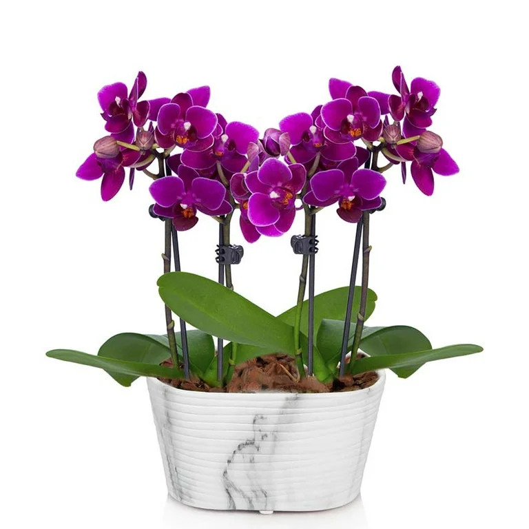 From You Flowers - Picturesque Purple Mini Orchid with Free Pot (Fresh Plant) | Walmart (US)