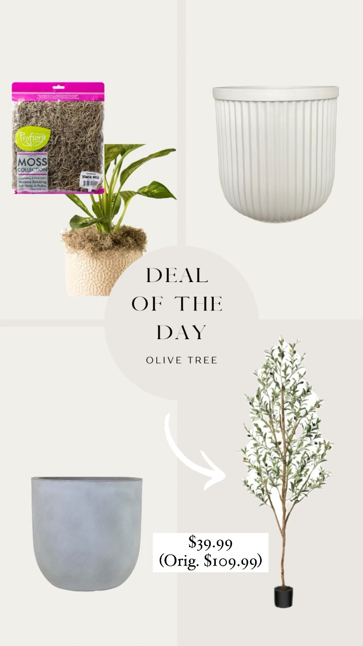 Today’s 🔥 deal on 6ft faux Olive Tree. 

$39.99 originally $109.99

Planters under $30 and Spanish moss for under $3 

#LTKfindsunder50 #LTKhome #LTKsalealert