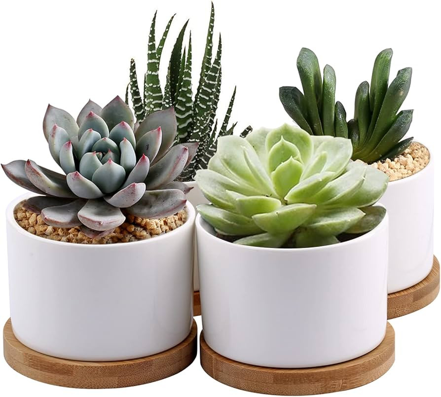 ZOUTOG Succulent Planter, White Mini 3.15 inch Ceramic Flower Planter Pot with Bamboo Tray, Pack ... | Amazon (US)