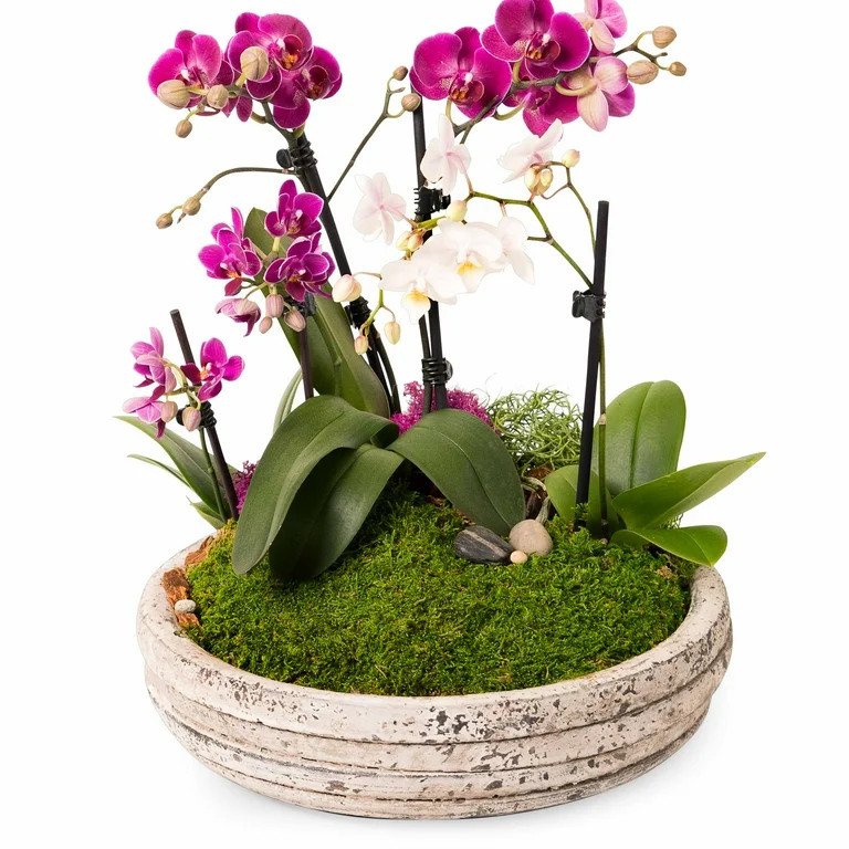 ProFlora Green True Moss Sheet, 2oz Floral Arranging Supplies | Walmart (US)