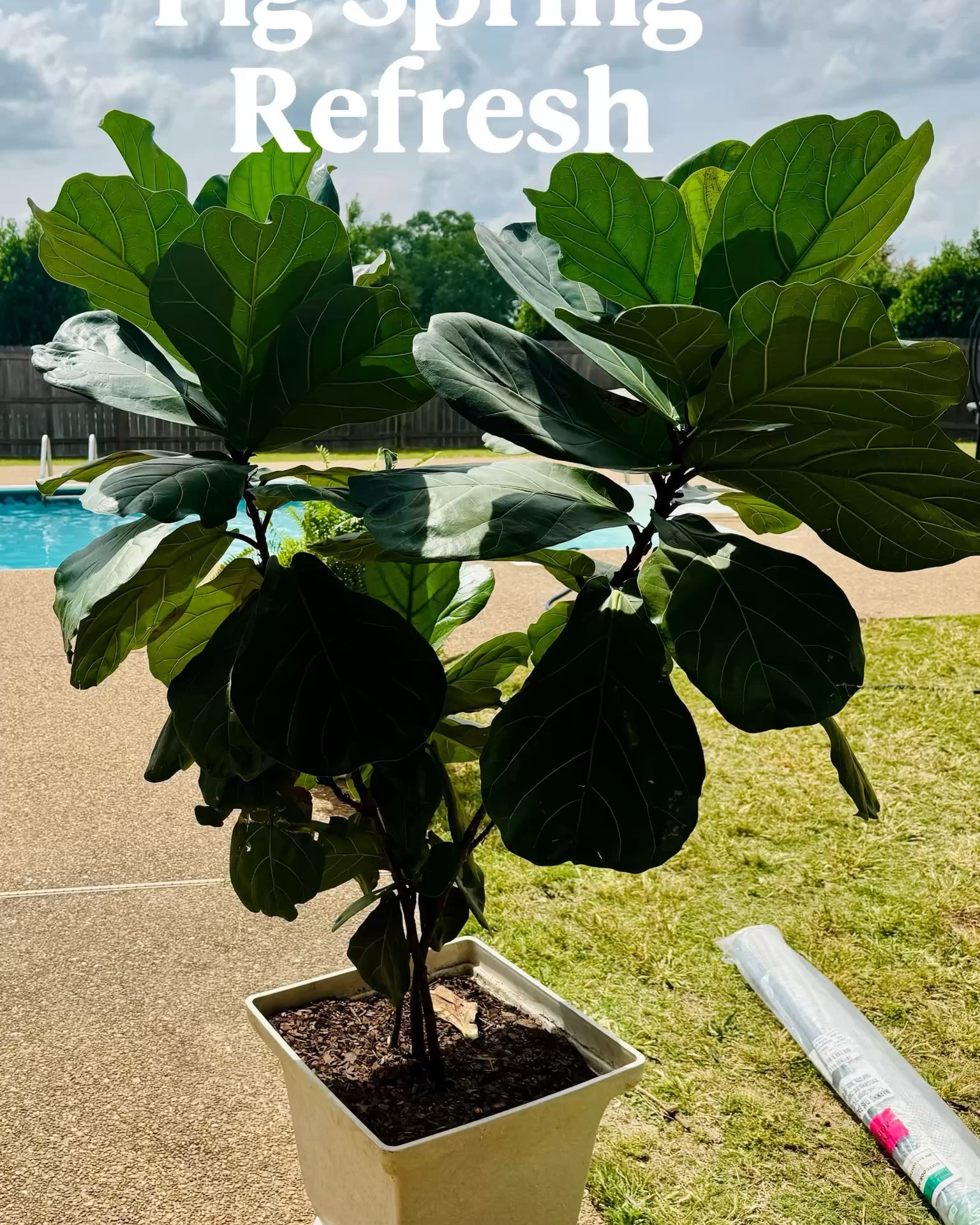 🌿 FIDDLE LEAF FIG SPRING REFRESH 🌿

Seven years later and she’s officially giving “bigger than the homeowner” energy 😭🌱
One thing about a fiddle leaf fig… if you love on her long enough, she WILL become the main character of the patio.

Today was spa day:
• wiped down every giant leaf 🍃
• fresh soil + perlite mix for better drainage
• neem oil spray to keep pests away
• sunshine, fresh air, and a good watering session ☀️

Honestly plants teach patience in the most beautiful way.
You don’t see growth overnight… then suddenly one day your little plant is towering over you like a suburban jungle queen 🌿👑

Slow living lately has looked like:
• morning coffee outdoors
• tending to the garden
• refreshing the plants for spring
• listening to the birds while the kids play by the pool
• finding joy in caring for the little things

And yes… she absolutely earned this spring refresh after surviving moves, seasons, storms, and my occasional overwatering era 😂#PlantMom #FiddleLeafFig #SpringRefresh #SlowLiving #HomeLifestyle #GardenInspiration #PlantTok #OutdoorLiving #SpringDecor #Homemaking #PatioInspo #LTKStyle #CountrysideLiving #PlantsMakePeopleHappy

#LTKHome #LTKHome #LTKstorytime #LTKvlog