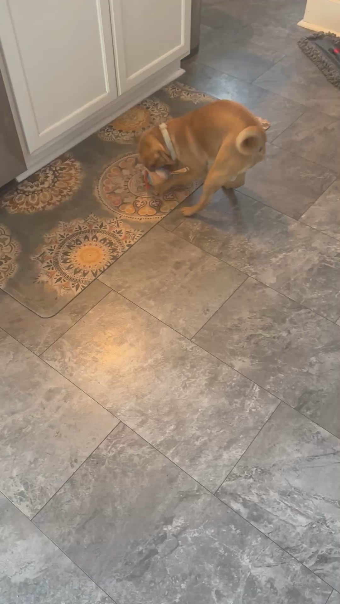 Much needed for an energetic puppy 🐶 

#LTKPets
