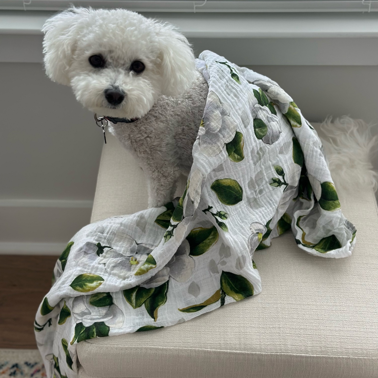 Tex is helping prepare for baby! He (and I) already loves this super soft muslin swaddle. It’s a great size to swaddle, be a blanket, burp cloth, whatever you need  

#LTKbaby #LTKbump #LTKGiftGuide