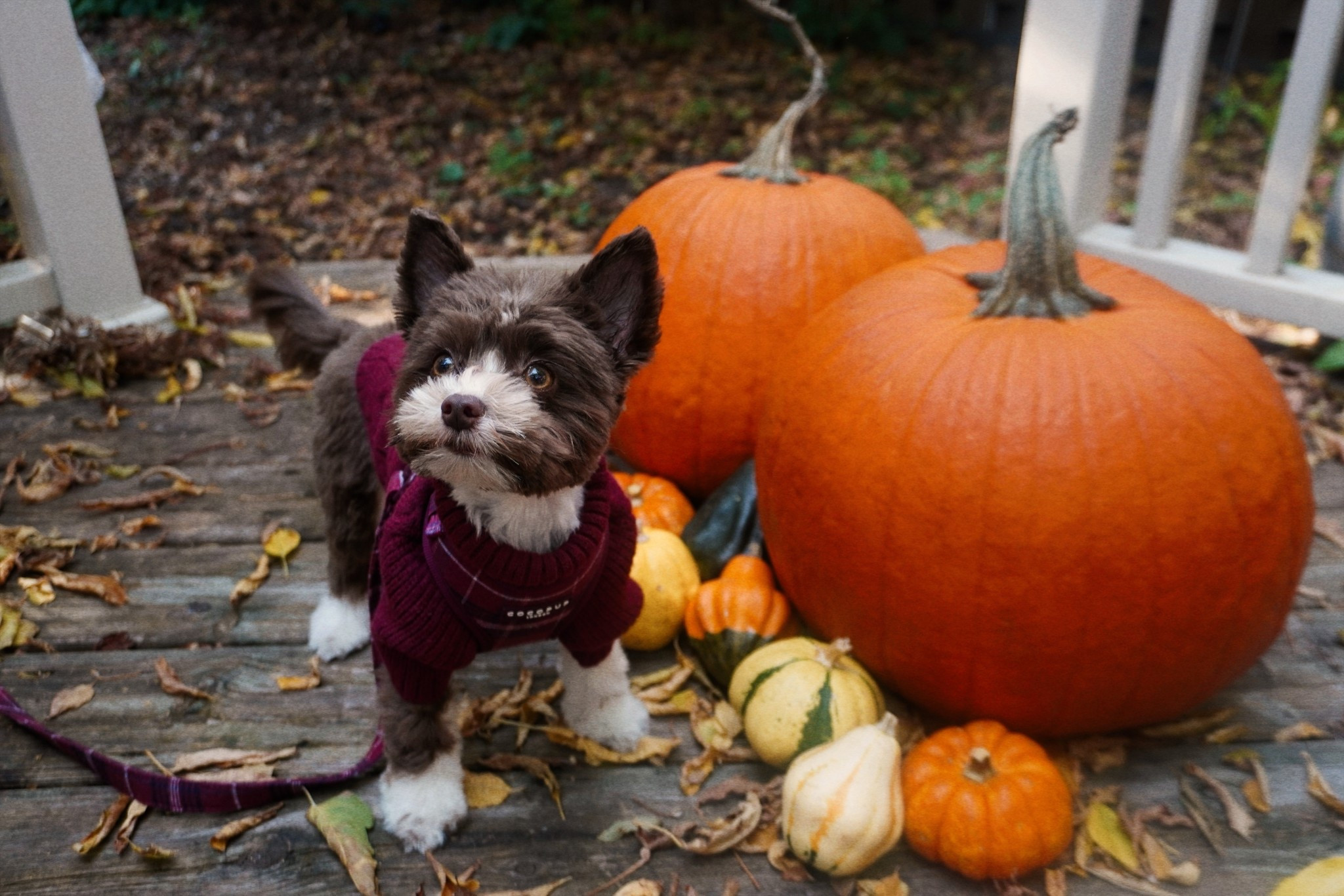 It’s getting cold here in Ontario! It’s a good thing my puppy Eevee loves her cozy sweaters!


#LTKPets #LTKSeasonal #LTKHoliday