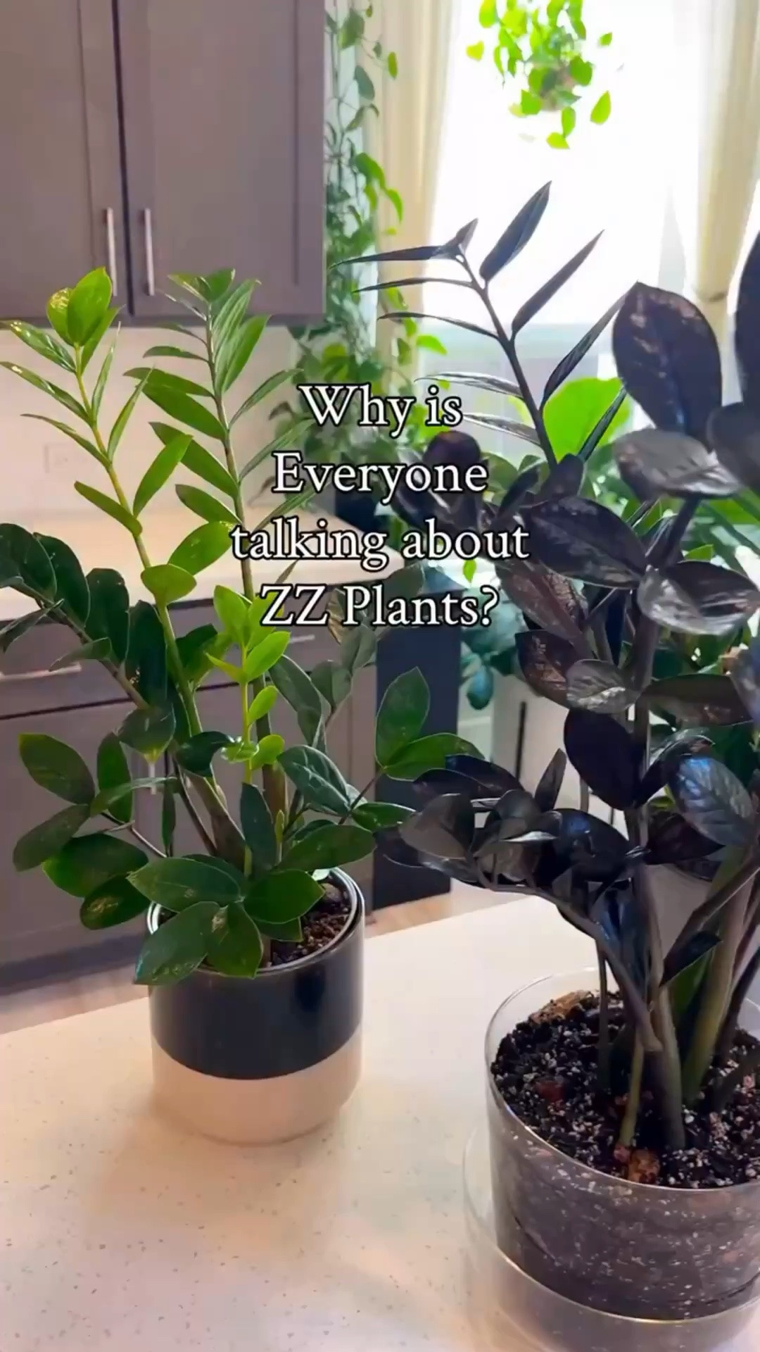 ZZ plants deserve the hype. 🪴 They’re one of those plants that just get it right — low effort, beautiful, and adaptable.
Mine handle both sunny spots and dim corners without a problem, which makes them perfect for anyone who wants something easygoing. 🌿

When it’s time to water, I give them a good soak and mix in:
✨ Fertilizer for steady growth
💧 Houseplant Tap Water Conditioner 
🦟 A little biological mosquito control (to keep gnats away!)

Comment ZZ and I’ll send you the links 😉

zz plant care | easy indoor plants | beginner houseplants | low light plant ideas | plant care routine

#zzplant #houseplantlove #plantcaretips #easyplants #indoorplants plantparent planttok plantlover greenthumb plantsmakepeoplehappy

#LTKHome #LTKOver40 #LTKActive