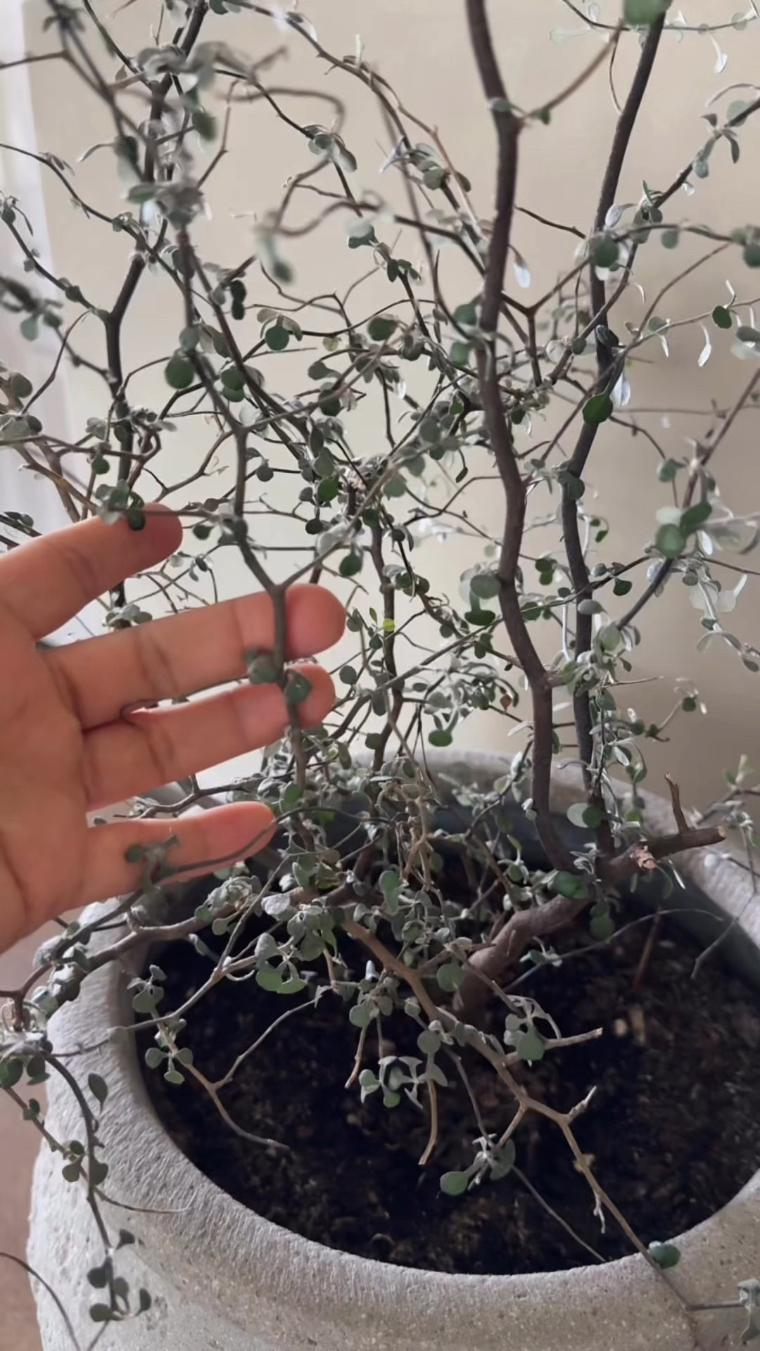 Indoor plants that will make a statement in your home 

#LTKHome