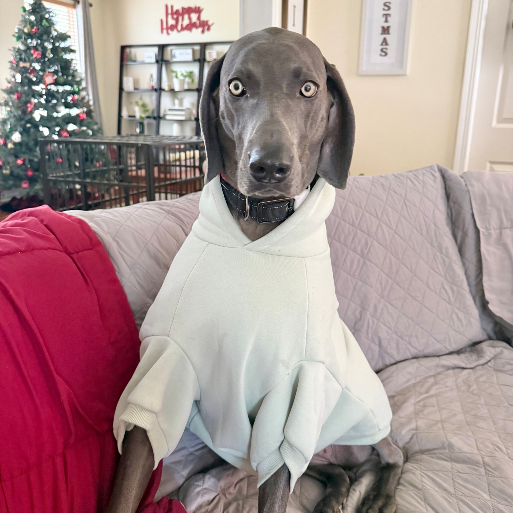 Isn’t she the cutest?!
Sight loves her pastel paw hoodie

Sight is 86lbs wearing a size 6

#LTKFindsUnder50