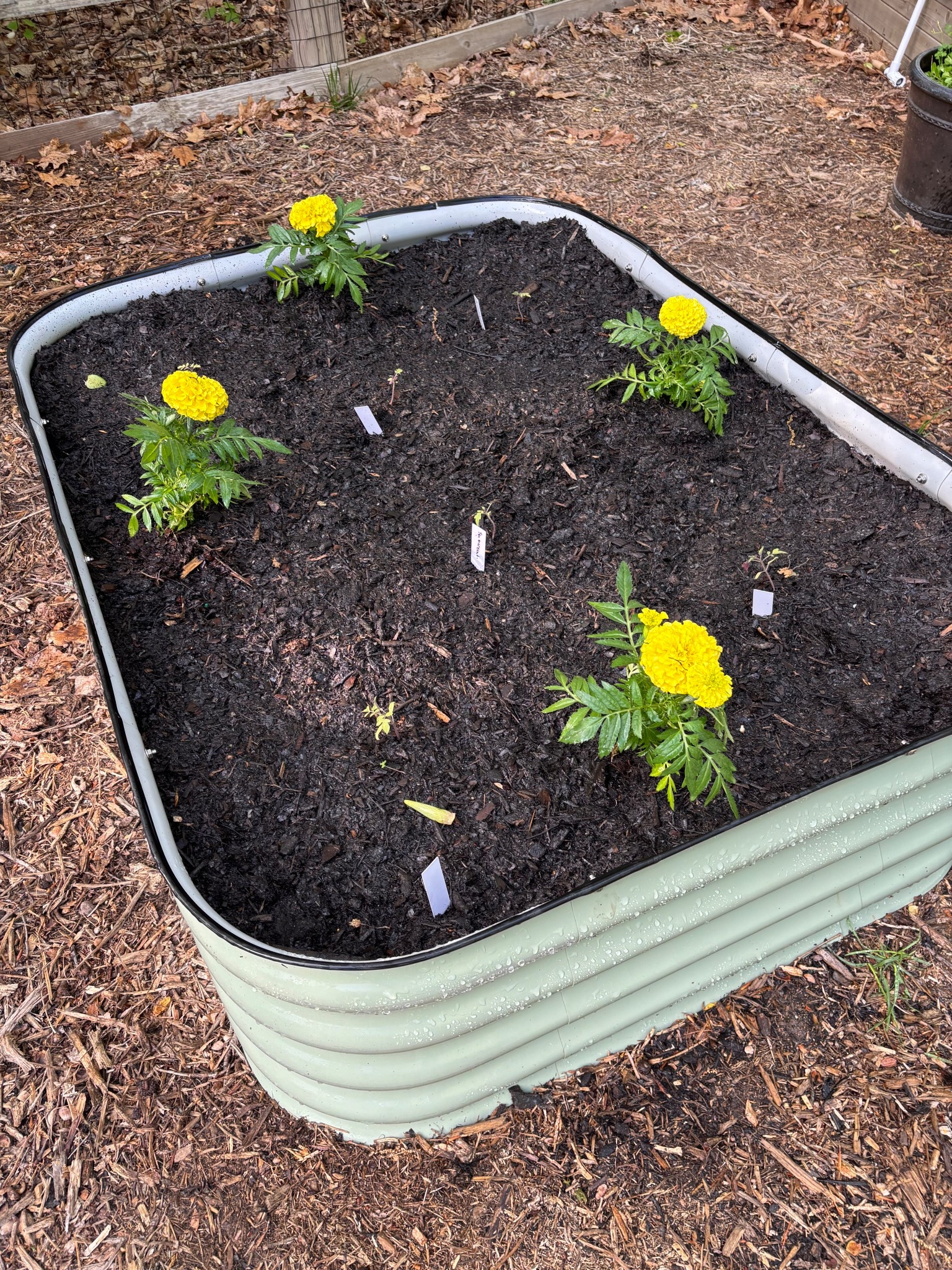 The most aesthetically pleasing garden bed. Easy assembly, beautiful, functional and durable.  

#garden #gardenbeds #gardendesign #gardentools #homeandgarden #gardening #vegetablegarden 

#LTKHome #LTKFamily #LTKSeasonal