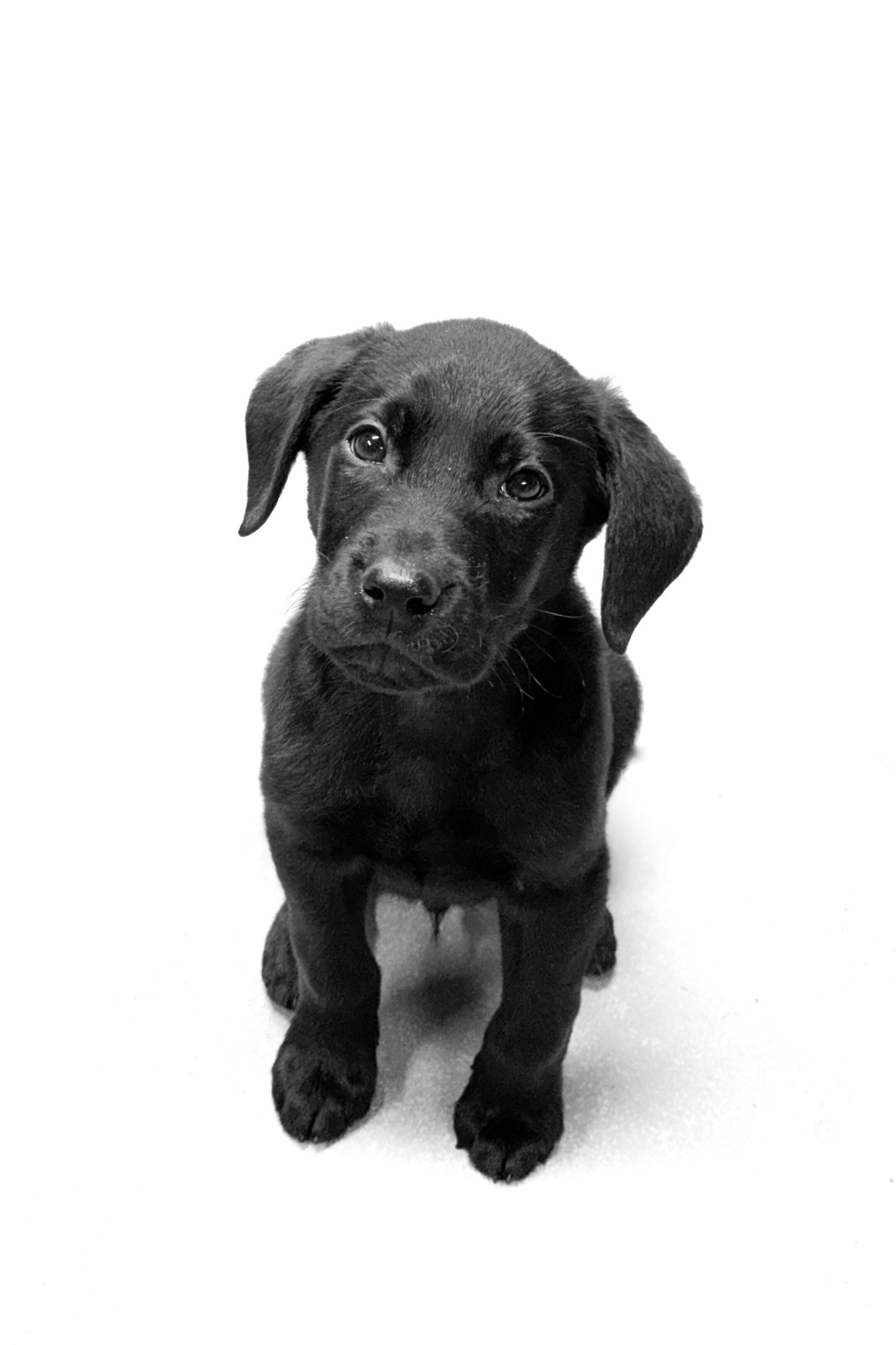 Meet Bear!!!! 🐻 

Gifts for dogs! 🐶 

#LTKHoliday #LTKGiftGuide