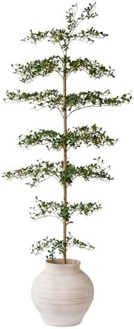 Black Olive Tree Artificial 7 Feet Tall, Artificial Shady Lady Tree, Faux Decorative Tree | Amazon (US)